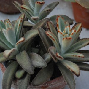 Kalanchoe Tomentosa Nigra